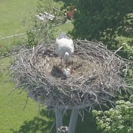 Am Storchnest شقة *