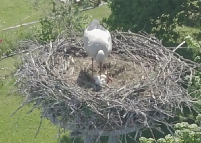 Am Storchnest Apartment *